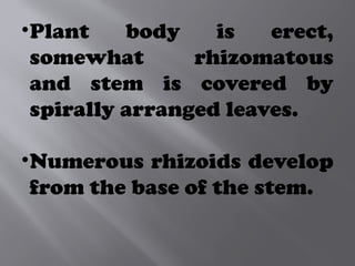 •Plant body is erect,
somewhat rhizomatous
and stem is covered by
spirally arranged leaves.
•Numerous rhizoids develop
from the base of the stem.
 