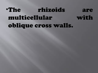 •The rhizoids are
multicellular with
oblique cross walls.
 