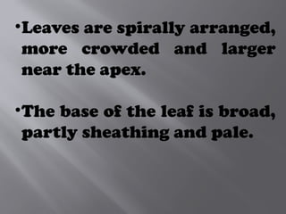 •Leaves are spirally arranged,
more crowded and larger
near the apex.
•The base of the leaf is broad,
partly sheathing and pale.
 