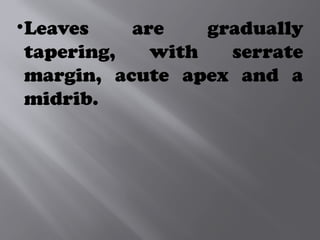 •Leaves are gradually
tapering, with serrate
margin, acute apex and a
midrib.
 