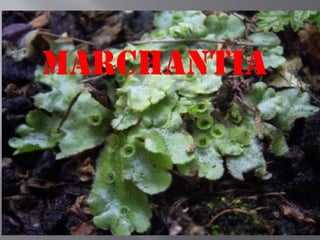 Marchantia
 
