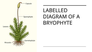 The small plants called bryophtes, one of the most fascinating plants ...