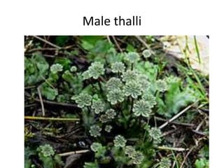 Male thalli
 