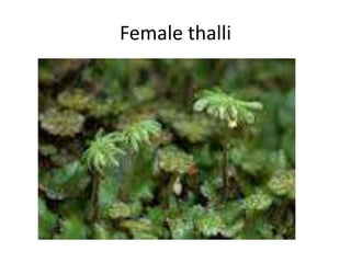 Female thalli
 