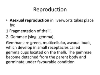 Reproduction
• Asexual reproduction in liverworts takes place
by:
1 Fragmentation of thalli,
2. Gemmae (sing. gemma).
Gemmae are green, multicellular, asexual buds,
which develop in small receptacles called
gemma cups located on the thalli. The gemmae
become detached from the parent body and
germinate under favourable condition.
 