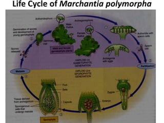 Life Cycle of Marchantia polymorpha
 
