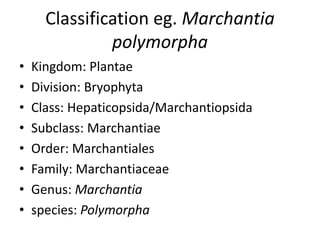 Classification eg. Marchantia
polymorpha
• Kingdom: Plantae
• Division: Bryophyta
• Class: Hepaticopsida/Marchantiopsida
• Subclass: Marchantiae
• Order: Marchantiales
• Family: Marchantiaceae
• Genus: Marchantia
• species: Polymorpha
 