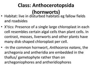Class: Anthocerotopsida
(hornworts)
• Habitat: live in disturbed habitats eg fallow fields
and roadsides
• X’tics: Presence of a single large chloroplast in each
cell resembles certain algal cells than plant cells. In
contrast, mosses, liverworts and other plants have
many disk-shaped chloroplast per cell.
• -In the common hornwort, Anthoceros natans, the
archegonia and antheridia are embedded in the
thallus/ gametophyte rather than on
archegoniophores and antheridiophores
 