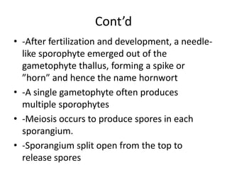 Cont’d
• -After fertilization and development, a needle-
like sporophyte emerged out of the
gametophyte thallus, forming a spike or
”horn” and hence the name hornwort
• -A single gametophyte often produces
multiple sporophytes
• -Meiosis occurs to produce spores in each
sporangium.
• -Sporangium split open from the top to
release spores
 