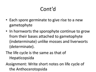 Cont’d
• Each spore germinate to give rise to a new
gametophyte
• In hornworts the sporophyte continue to grow
from their bases attached to gametophyte
(indeterminate) unlike mosses and liverworts
(determinate).
The life cycle is the same as that of
Hepaticopsida
Assignment: Write short notes on life cycle of
the Anthocerotopsida
 