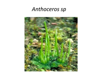 Anthoceros sp
 