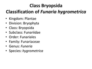 Class Bryopsida
Classification of Funaria hygrometrica
• Kingdom: Plantae
• Division: Bryophyta
• Class: Bryopsida
• Subclass: Funariidae
• Order: Funariales
• Family: Funariaceae
• Genus: Funeria
• Species: hygrometrica
 