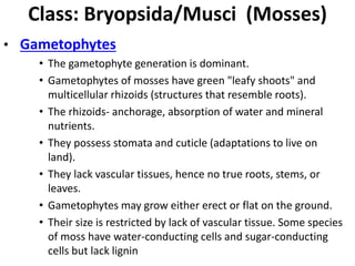 Class: Bryopsida/Musci (Mosses)
• Gametophytes
• The gametophyte generation is dominant.
• Gametophytes of mosses have green "leafy shoots" and
multicellular rhizoids (structures that resemble roots).
• The rhizoids- anchorage, absorption of water and mineral
nutrients.
• They possess stomata and cuticle (adaptations to live on
land).
• They lack vascular tissues, hence no true roots, stems, or
leaves.
• Gametophytes may grow either erect or flat on the ground.
• Their size is restricted by lack of vascular tissue. Some species
of moss have water-conducting cells and sugar-conducting
cells but lack lignin
 