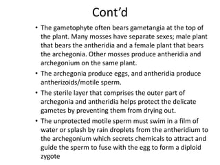 Cont’d
• The gametophyte often bears gametangia at the top of
the plant. Many mosses have separate sexes; male plant
that bears the antheridia and a female plant that bears
the archegonia. Other mosses produce antheridia and
archegonium on the same plant.
• The archegonia produce eggs, and antheridia produce
antherizoids/motile sperm.
• The sterile layer that comprises the outer part of
archegonia and antheridia helps protect the delicate
gametes by preventing them from drying out.
• The unprotected motile sperm must swim in a film of
water or splash by rain droplets from the antheridium to
the archegonium which secrets chemicals to attract and
guide the sperm to fuse with the egg to form a diploid
zygote
 