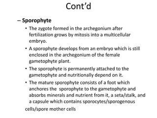 Cont’d
– Sporophyte
• The zygote formed in the archegonium after
fertilization grows by mitosis into a multicellular
embryo.
• A sporophyte develops from an embryo which is still
enclosed in the archegonium of the female
gametophyte plant.
• The sporophyte is permanently attached to the
gametophyte and nutritionally depend on it.
• The mature sporophyte consists of a foot which
anchores the sporophyte to the gametophyte and
absorbs minerals and nutrient from it, a seta/stalk, and
a capsule which contains sporocytes/sporogenous
cells/spore mother cells
 
