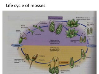 Life cycle of mosses
 