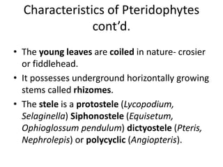 Characteristics of Pteridophytes
cont’d.
• The young leaves are coiled in nature- crosier
or fiddlehead.
• It possesses underground horizontally growing
stems called rhizomes.
• The stele is a protostele (Lycopodium,
Selaginella) Siphonostele (Equisetum,
Ophioglossum pendulum) dictyostele (Pteris,
Nephrolepis) or polycyclic (Angiopteris).
 