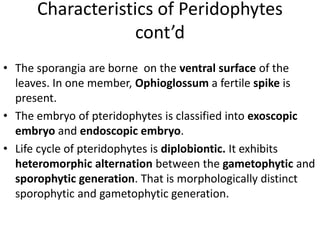 Characteristics of Peridophytes
cont’d
• The sporangia are borne on the ventral surface of the
leaves. In one member, Ophioglossum a fertile spike is
present.
• The embryo of pteridophytes is classified into exoscopic
embryo and endoscopic embryo.
• Life cycle of pteridophytes is diplobiontic. It exhibits
heteromorphic alternation between the gametophytic and
sporophytic generation. That is morphologically distinct
sporophytic and gametophytic generation.
 