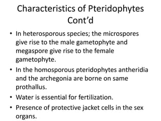 Characteristics of Pteridophytes
Cont’d
• In heterosporous species; the microspores
give rise to the male gametophyte and
megaspore give rise to the female
gametophyte.
• In the homosporous pteridophytes antheridia
and the archegonia are borne on same
prothallus.
• Water is essential for fertilization.
• Presence of protective jacket cells in the sex
organs.
 