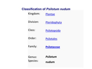 Kingdom: Plantae
Division: Pteridophyta
Class: Psilotopsida
Order: Psilotales
Family: Psilotaceae
Genus:
Species:
Psilotum
nudum
Classification of Psilotum nudum
 