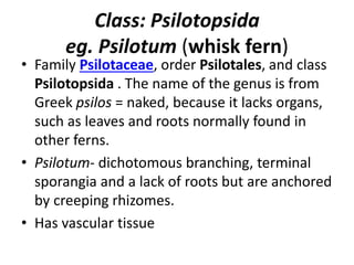 Class: Psilotopsida
eg. Psilotum (whisk fern)
• Family Psilotaceae, order Psilotales, and class
Psilotopsida . The name of the genus is from
Greek psilos = naked, because it lacks organs,
such as leaves and roots normally found in
other ferns.
• Psilotum- dichotomous branching, terminal
sporangia and a lack of roots but are anchored
by creeping rhizomes.
• Has vascular tissue
 