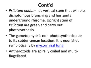 Cont’d
• Psilotum nadum has vertical stem that exhibits
dichotomous branching and horizontal
underground rhizome. Upright stem of
Psilotum are green and carry out
photosynthesis.
• The gametophyte is non-photosynthetic due
to its subterranean location. It is nourished
symbiotically by mycorrhizal fungi
• Antherozoids are spirally coiled and multi-
flagellated.
 