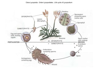 bryophytes and pteridophytes.ppt cryptogams | PPT
