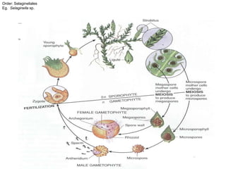 Order: Selagineliales
Eg. Selaginella sp.
 