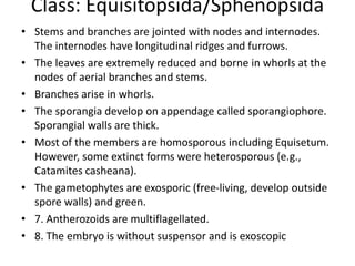 Class: Equisitopsida/Sphenopsida
• Stems and branches are jointed with nodes and internodes.
The internodes have longitudinal ridges and furrows.
• The leaves are extremely reduced and borne in whorls at the
nodes of aerial branches and stems.
• Branches arise in whorls.
• The sporangia develop on appendage called sporangiophore.
Sporangial walls are thick.
• Most of the members are homosporous including Equisetum.
However, some extinct forms were heterosporous (e.g.,
Catamites casheana).
• The gametophytes are exosporic (free-living, develop outside
spore walls) and green.
• 7. Antherozoids are multiflagellated.
• 8. The embryo is without suspensor and is exoscopic
 