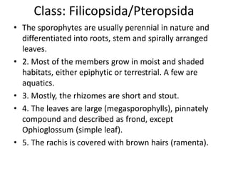 Class: Filicopsida/Pteropsida
• The sporophytes are usually perennial in nature and
differentiated into roots, stem and spirally arranged
leaves.
• 2. Most of the members grow in moist and shaded
habitats, either epiphytic or terrestrial. A few are
aquatics.
• 3. Mostly, the rhizomes are short and stout.
• 4. The leaves are large (megasporophylls), pinnately
compound and described as frond, except
Ophioglossum (simple leaf).
• 5. The rachis is covered with brown hairs (ramenta).
 