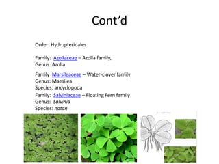 Cont’d
Order: Hydropteridales
Family: Azollaceae – Azolla family,
Genus: Azolla
Family Marsileaceae – Water-clover family
Genus: Maesilea
Species: ancyclopoda
Family: Salviniaceae – Floating Fern family
Genus: Salvinia
Species: natan
 