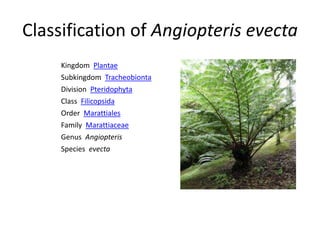 Classification of Angiopteris evecta
Kingdom Plantae
Subkingdom Tracheobionta
Division Pteridophyta
Class Filicopsida
Order Marattiales
Family Marattiaceae
Genus Angiopteris
Species evecta
 
