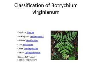 Classification of Botrychium
virginianum
Kingdom Plantae
Subkingdom Tracheobionta
Division Pteridophyta
Class Filicopsida
Order Ophioglossales
Family Ophioglossaceae
Genus Botrychium
Species: virginianum
 