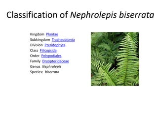 Classification of Nephrolepis biserrata
Kingdom Plantae
Subkingdom Tracheobionta
Division Pteridophyta
Class Filicopsida
Order Polypodiales
Family Dryopteridaceae
Genus Nephrolepis
Species: biserrata
 