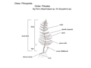 Class: Filicopsida
Order: Filicales
Eg Fern (Nephrolepis sp. Or Dryopteris sp)
 