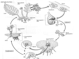 Life Cycle of a Fern
 