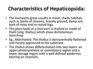 Characteristics of Hepaticopsida:
• The liverworts grow usually in moist, shady habitats
such as banks of streams, marshy ground, damp soil,
bark of trees and on wood logs.
• The plant body of a liverwort is thalloid or made of
thalli (sing. thallus) which show dichotomous
branching
• Eg., Marchantia: The thallus is dorsoventrally flattened
and closely appressed to the substrate.
• The thallus shows differentiation into two layers: an
upper photosynthetic or assimilatory region and a
lower storage region with a well defined epidermis
bearing air channels.
 