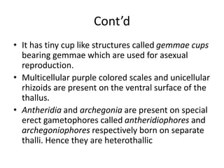 Cont’d
• It has tiny cup like structures called gemmae cups
bearing gemmae which are used for asexual
reproduction.
• Multicellular purple colored scales and unicellular
rhizoids are present on the ventral surface of the
thallus.
• Antheridia and archegonia are present on special
erect gametophores called antheridiophores and
archegoniophores respectively born on separate
thalli. Hence they are heterothallic
 