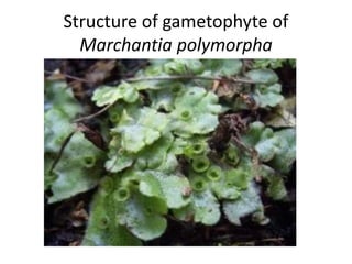 Structure of gametophyte of
Marchantia polymorpha
 