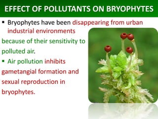 EFFECT OF POLLUTANTS ON BRYOPHYTES
 Bryophytes have been disappearing from urban
industrial environments
because of their sensitivity to
polluted air.
 Air pollution inhibits
gametangial formation and
sexual reproduction in
bryophytes.
 