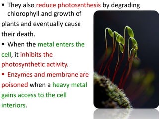  They also reduce photosynthesis by degrading
chlorophyll and growth of
plants and eventually cause
their death.
 When the metal enters the
cell, it inhibits the
photosynthetic activity.
 Enzymes and membrane are
poisoned when a heavy metal
gains access to the cell
interiors.
 