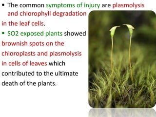  The common symptoms of injury are plasmolysis
and chlorophyll degradation
in the leaf cells.
 SO2 exposed plants showed
brownish spots on the
chloroplasts and plasmolysis
in cells of leaves which
contributed to the ultimate
death of the plants.
 