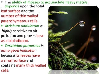  The ability of mosses to accumulate heavy metals
depends upon the total
leaf surface and the
number of thin walled
parenchymatous cells.
 Atrichum undulatum is
highly sensitive to air
pollution and proves best
as a bioindicator.
 Ceratodon purpureus is
not a good indicator
because its leaves have
a small surface and
contains many thick walled
cells.
 