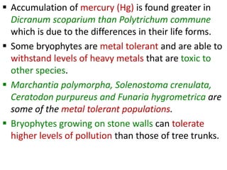  Accumulation of mercury (Hg) is found greater in
Dicranum scoparium than Polytrichum commune
which is due to the differences in their life forms.
 Some bryophytes are metal tolerant and are able to
withstand levels of heavy metals that are toxic to
other species.
 Marchantia polymorpha, Solenostoma crenulata,
Ceratodon purpureus and Funaria hygrometrica are
some of the metal tolerant populations.
 Bryophytes growing on stone walls can tolerate
higher levels of pollution than those of tree trunks.
 
