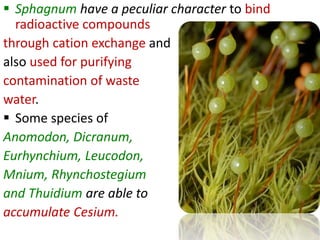  Sphagnum have a peculiar character to bind
radioactive compounds
through cation exchange and
also used for purifying
contamination of waste
water.
 Some species of
Anomodon, Dicranum,
Eurhynchium, Leucodon,
Mnium, Rhynchostegium
and Thuidium are able to
accumulate Cesium.
 