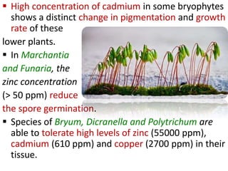  High concentration of cadmium in some bryophytes
shows a distinct change in pigmentation and growth
rate of these
lower plants.
 In Marchantia
and Funaria, the
zinc concentration
(> 50 ppm) reduce
the spore germination.
 Species of Bryum, Dicranella and Polytrichum are
able to tolerate high levels of zinc (55000 ppm),
cadmium (610 ppm) and copper (2700 ppm) in their
tissue.
 