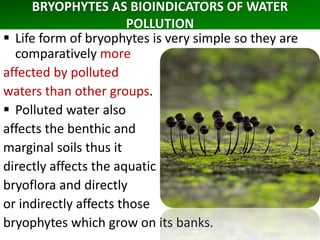 BRYOPHYTES AS BIOINDICATORS OF WATER
POLLUTION
 Life form of bryophytes is very simple so they are
comparatively more
affected by polluted
waters than other groups.
 Polluted water also
affects the benthic and
marginal soils thus it
directly affects the aquatic
bryoflora and directly
or indirectly affects those
bryophytes which grow on its banks.
 