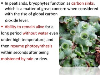  In peatlands, bryophytes function as carbon sinks,
which is a matter of great concern when considered
with the rise of global carbon
dioxide level.
 Ability to remain alive for a
long period without water even
under high temperature, and
then resume photosynthesis
within seconds after being
moistened by rain or dew.
 