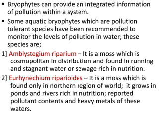  Bryophytes can provide an integrated information
of pollution within a system.
 Some aquatic bryophytes which are pollution
tolerant species have been recommended to
monitor the levels of pollution in water; these
species are;
1] Amblystegium riparium – It is a moss which is
cosmopolitan in distribution and found in running
and stagnant water or sewage rich in nutrition.
2] Eurhynechium riparioides – It is a moss which is
found only in northern region of world; it grows in
ponds and rivers rich in nutrition; reported
pollutant contents and heavy metals of these
waters.
 