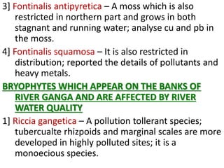 3] Fontinalis antipyretica – A moss which is also
restricted in northern part and grows in both
stagnant and running water; analyse cu and pb in
the moss.
4] Fontinalis squamosa – It is also restricted in
distribution; reported the details of pollutants and
heavy metals.
BRYOPHYTES WHICH APPEAR ON THE BANKS OF
RIVER GANGA AND ARE AFFECTED BY RIVER
WATER QUALITY
1] Riccia gangetica – A pollution tollerant species;
tubercualte rhizpoids and marginal scales are more
developed in highly polluted sites; it is a
monoecious species.
 